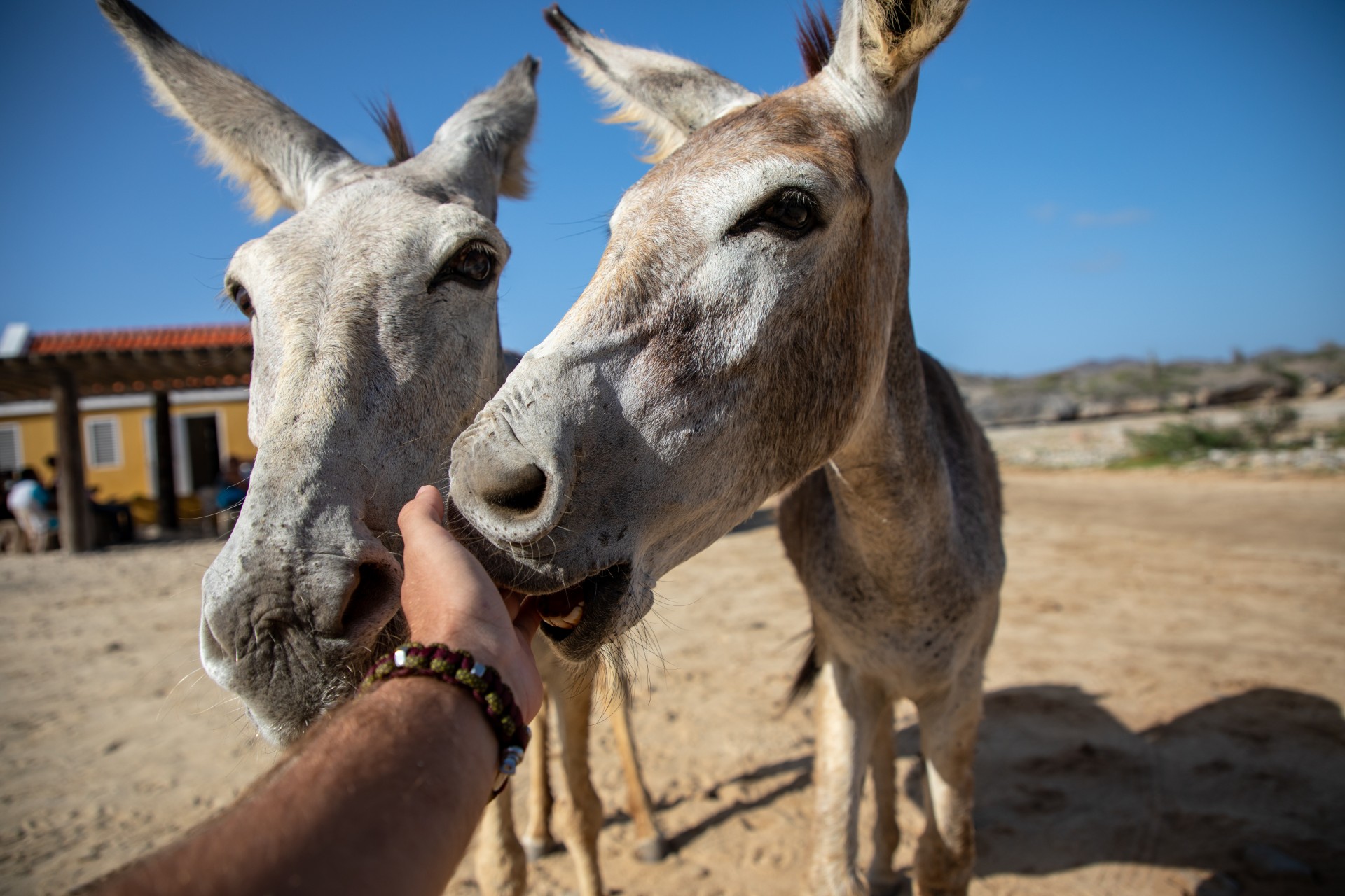 Contact Us - Bonaire Cruisers -